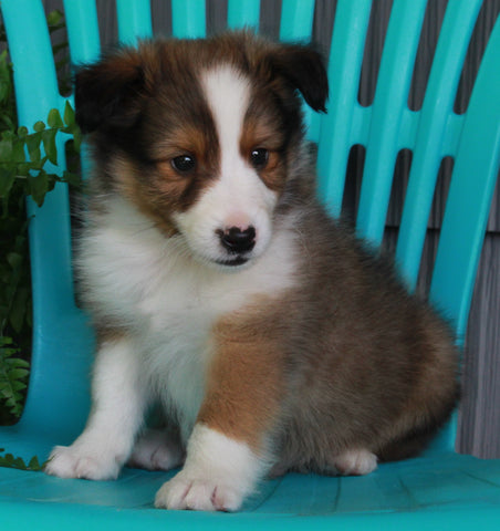 ACA Registered Shetland Sheep Dog For Sale Baltic OH-Male Luke