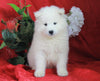 AKC Registered Samoyed For Sale Danville, OH Male- Harley