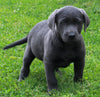 AKC Labrador Retriever For Sale Sugarcreek OH-Male King