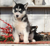 AKC Registered Siberian Husky For Sale Millersburg, OH Female- Sabrina