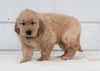 AKC Registered Golden Retriever For Sale Millersburg, OH Male- Gunner