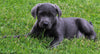 AKC Labrador Retriever For Sale Sugarcreek OH-Male King