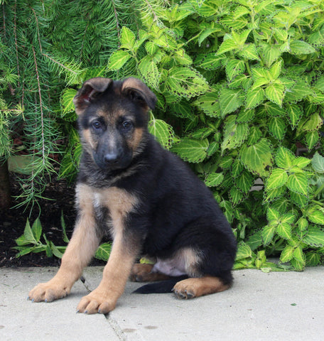 AKC Registered German Shepherd For Sale Millersburg OH Male-Nicholas