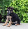 AKC Registered German Shepherd For Sale Millersburg OH Male-Nicholas