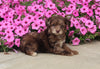 F1B Mini Aussiedoodle For Sale Applecreek OH Male-Flash