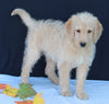 Medium F1B Labradoodle For Sale Millersburg OH Male-Hayden