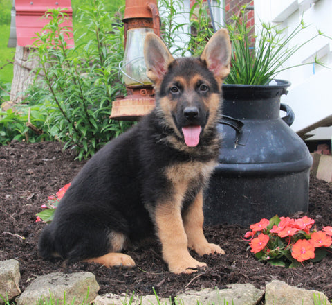 AKC Registered German Shepherd For sale Millersburg OH Male-Rusty
