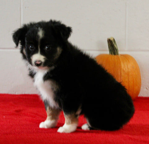 Mini Australian Shepherd For Sale Sugarcreek OH Female-Daisy