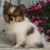 ACA Registered Pomeranian For Sale Millersburg OH -Male Brentley