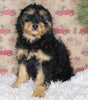 F1B Cavapoo For Sale Sugarcreek OH Female-Monnie