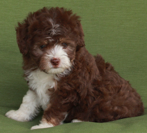 Mini Aussiedoodle For Sale Fredericksburg OH -Male Rosco
