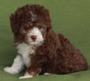 Mini Aussiedoodle For Sale Fredericksburg OH -Male Rosco