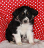 Australian Shepherd For Sale Baltic OH Female-Noelle