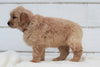 AKC Registered Golden Retriever For Sale Millersburg, OH Male- Gunner