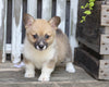 AKC Registered Pembroke Welsh Corgi For Sale Millersburg, OH Female- Chloe