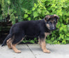 AKC Registered German Shepherd For Sale Millersburg OH Male-Nicholas