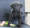 Labrador Retriever Mix For Sale Fredericksburg, OH Female- Candi