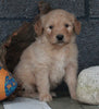 Standard Goldendoodle For Sale Fresno OH Male-Jack