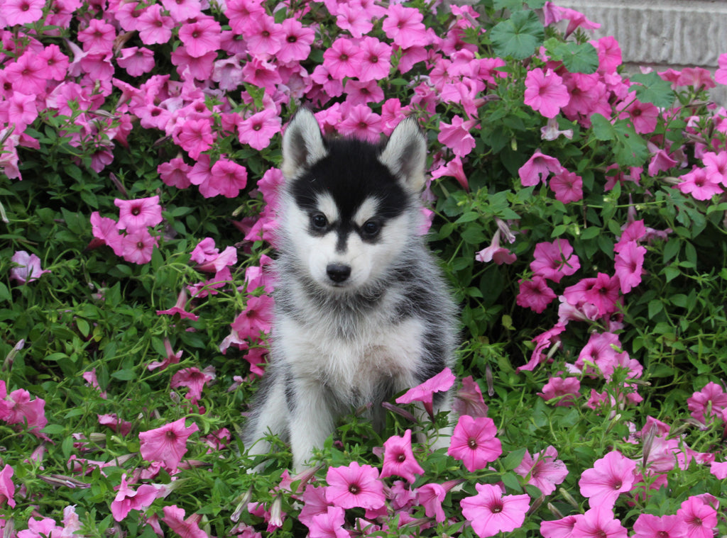 Pomsky For Sale Holmesville OH Male-Bentley – AC Puppies LLC