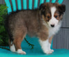 ACA Registered Shetland Sheep Dog For Sale Baltic OH-Male Luke