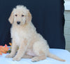 Medium F1B Labradoodle For Sale Millersburg OH Male-Hayden