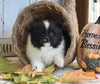 ACA Registered Pomeranian For Sale Millersburg OH Female-Oreo