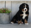 AKC Registered Bernese Mountain Dog For Sale Millersburg OH Female-Rhonda