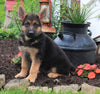 AKC Registered German Shepherd For sale Millersburg OH Male-Rusty