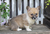 AKC Registered Pembroke Welsh Corgi For Sale Millersburg, OH Female- Chloe