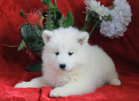 AKC Registered Samoyed For Sale Danville, OH Female- Jenna