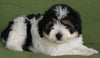 Mini Aussiedoodle For Sale Fredericksburg OH -Female Chloe