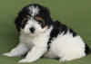 Mini Aussiedoodle For Sale Fredericksburg OH -Female Chloe