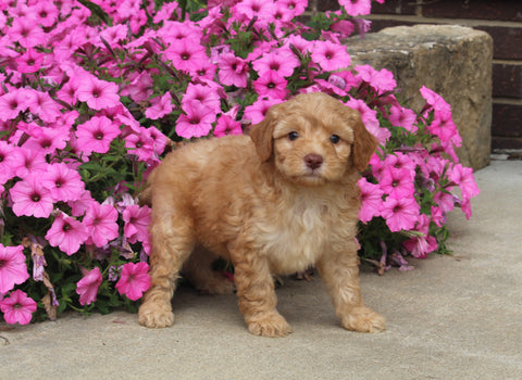 F1B Mini Aussiedoodle For Sale Applecreek OH Male-Flint