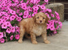 F1B Mini Aussiedoodle For Sale Applecreek OH Male-Flint