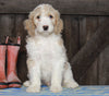 Medium F1BB Goldendoodle For Sale Millersburg, OH Male- Aiden