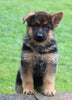 AKC Registered German Shepherd For Sale Millersburg OH Female-Buttercup