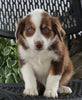 Australian Shepherd For Sale Sugarcreek OH Male-Pepper