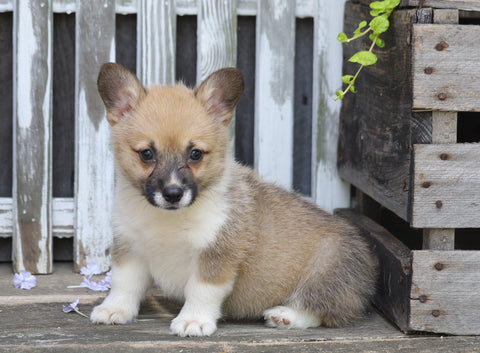AKC Registered Pembroke Welsh Corgi For Sale Millersburg, OH Female- Chloe