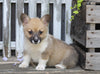 AKC Registered Pembroke Welsh Corgi For Sale Millersburg, OH Female- Chloe