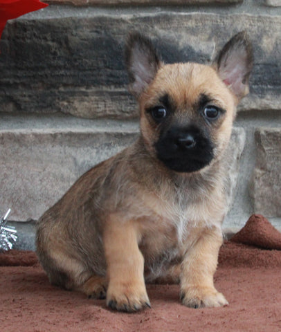 AKC Registered Cairn Terrier For Sale Millersburg OH Male-Sheldon CHRISTMAS SPECIAL!