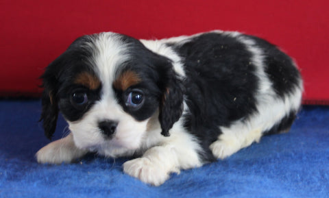 AKC Registered Cavalier For Sale Millersburg OH Female-Hazel