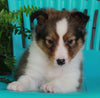 ACA Registered Shetland Sheep Dog For Sale Baltic OH-Male Lee
