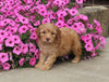 F1B Mini Aussiedoodle For Sale Applecreek OH Male-Flint