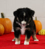 Mini Australian Shepherd For Sale Sugarcreek OH Female-Daisy
