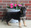 AKC Registered German Shepherd For Sale Millersburg OH Female-Megan