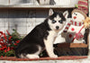 AKC Registered Siberian Husky For Sale Millersburg, OH Female- Susie