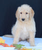 Medium F1B Labradoodle For Sale Millersburg OH Male-Hayden
