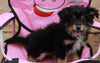 Mini Australian Shepherd For Sale Sugarcreek OH Female-Sadie