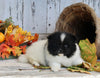 ACA Registered Pomeranian For Sale Millersburg OH Female-Oreo