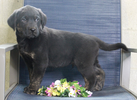 Labrador Retriever Mix For Sale Fredericksburg, OH Male- Colten